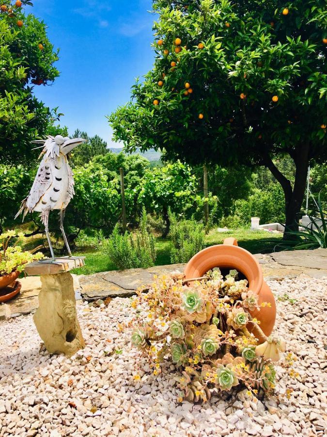 Quinta Quatro Ventos Bed & Breakfast Sertã Eksteriør bilde