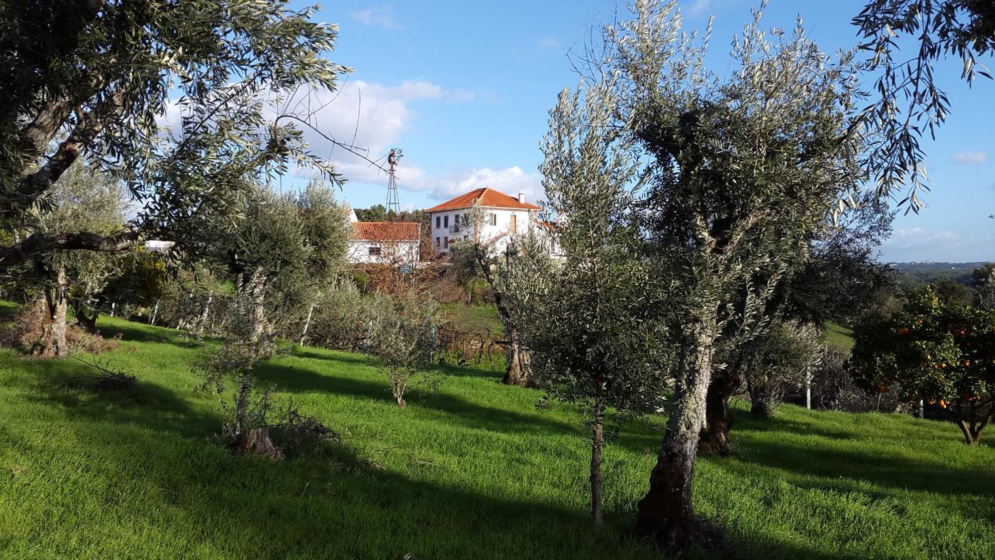 Quinta Quatro Ventos Bed & Breakfast Sertã Eksteriør bilde
